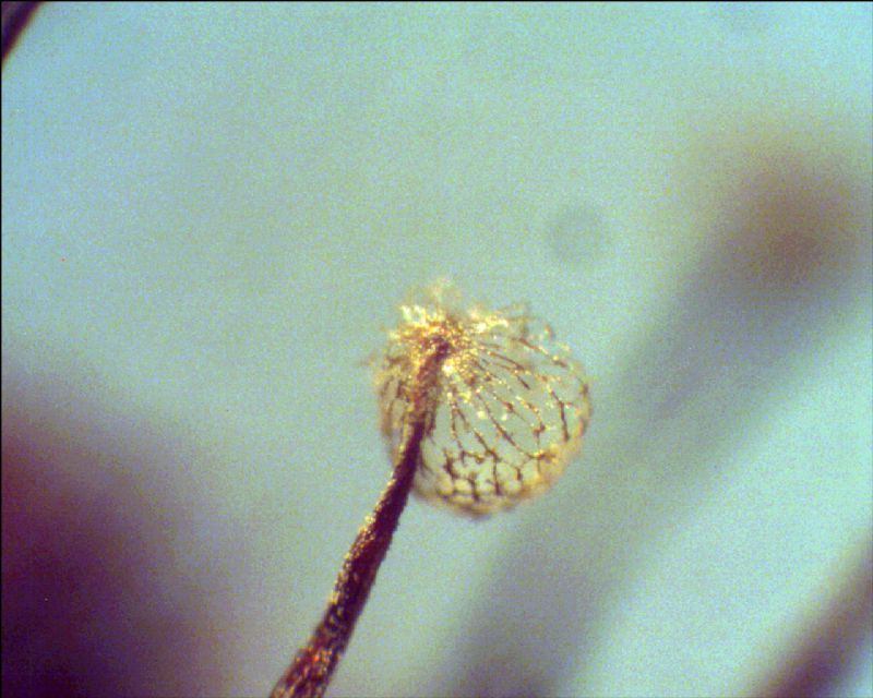 Cribraria sp.